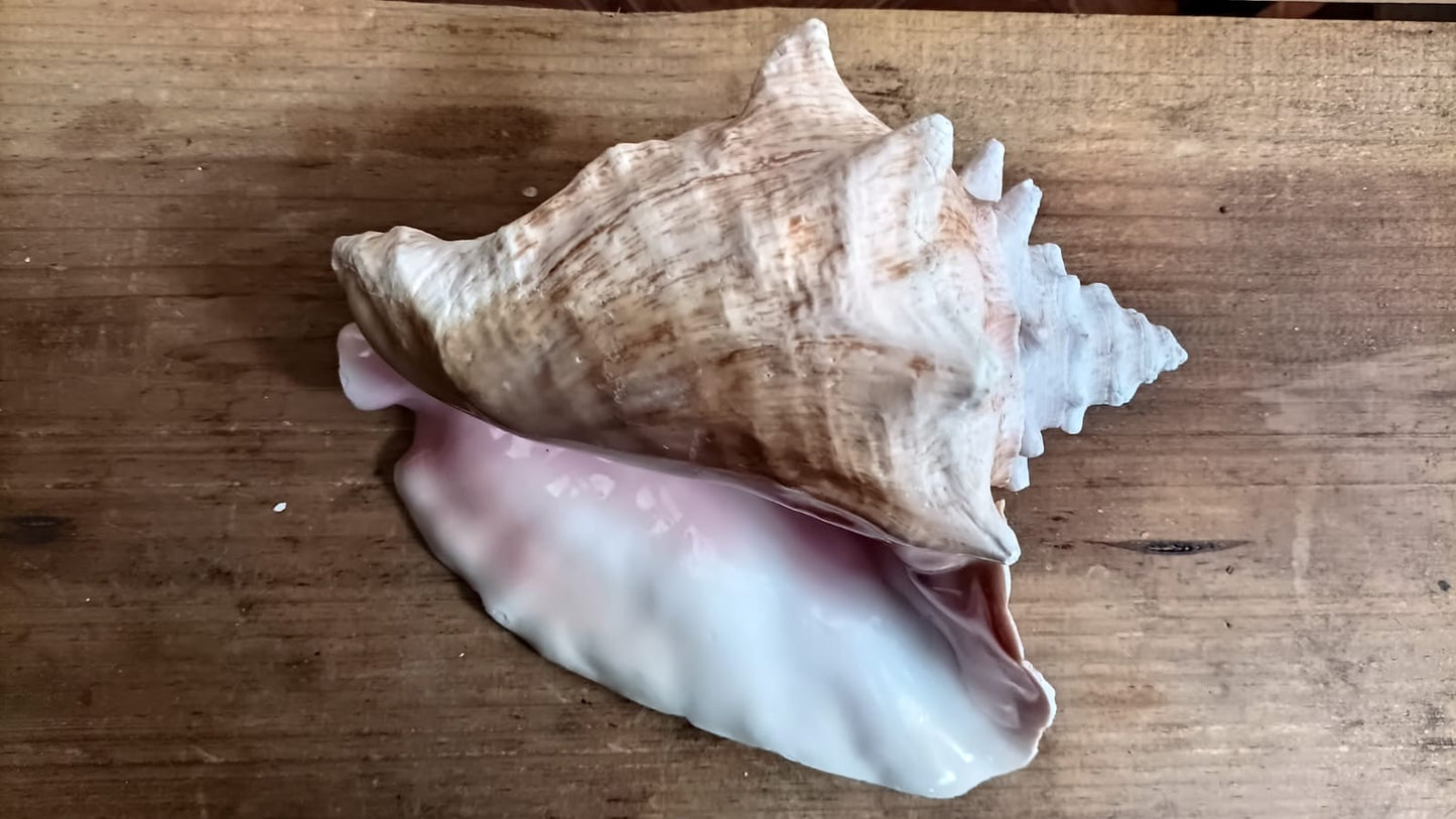 Caracol Rosado Ceremonial or Atecocolli or PINK Ceremonial Sheel