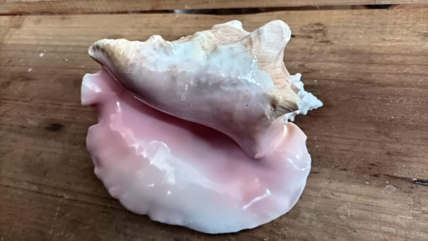 Caracol Rosado Ceremonial or Atecocolli or PINK Ceremonial Sheel