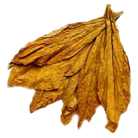 Wholesale Virginia Leaf Tobacco for Praying, Smoking and Fertilizing