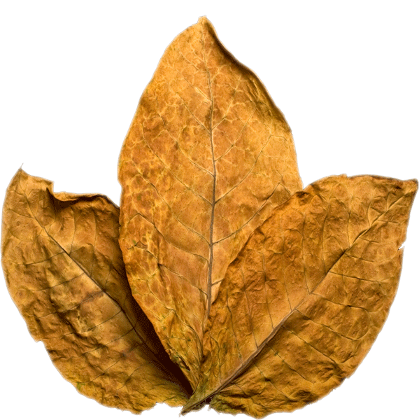 Wholesale Virginia Leaf Tobacco for Praying, Smoking and Fertilizing